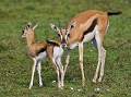 jeune gazelle de thomson